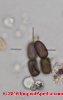 Sporomiella, an ascomycete (C) Daniel Friedman